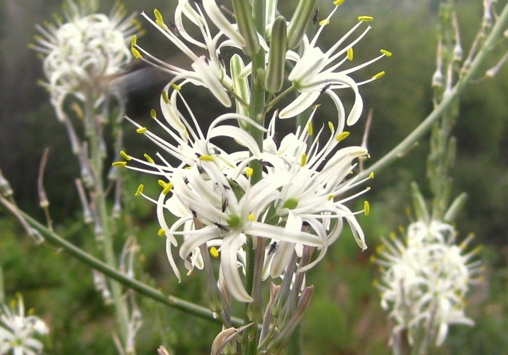 Soap Plant in full bloom Sierra Foothill Garden