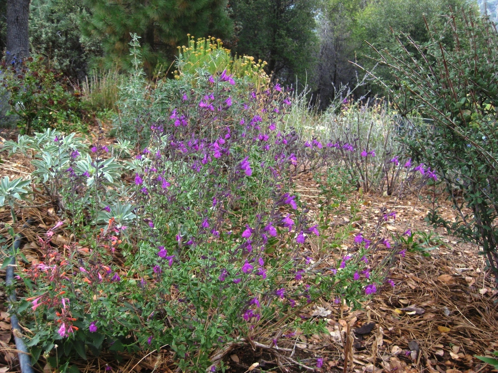 A garden seasoned with Autumn sage Sierra Foothill Garden