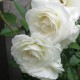 'Iceberg' Roses