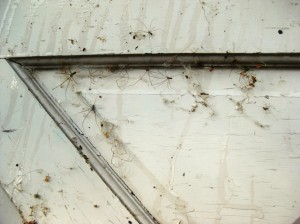 Eyew...spiders!
