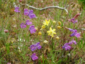 Irridescent blue-purple Foothill penstemon with soft yellow Pretty Face, Triteleia ixioides