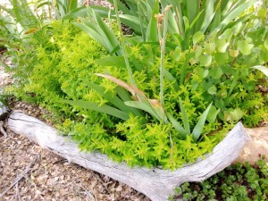 Lime green Marjoram with Spiky Bearded iris