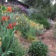 Plants are closely planted