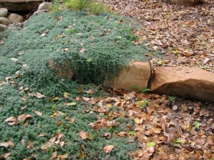 Carpet of creeping thyme
