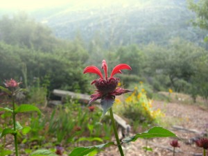Red bee balm in the mist