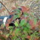 Brown leaves will fall and hopefully sprout again in spring!