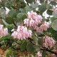Arctostaphylos viscida blooms, tiny vase-shaped