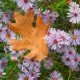Design in Nature (12)