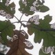 Leaf miners eat leaves in a pattern, never seemingly to cross its own path