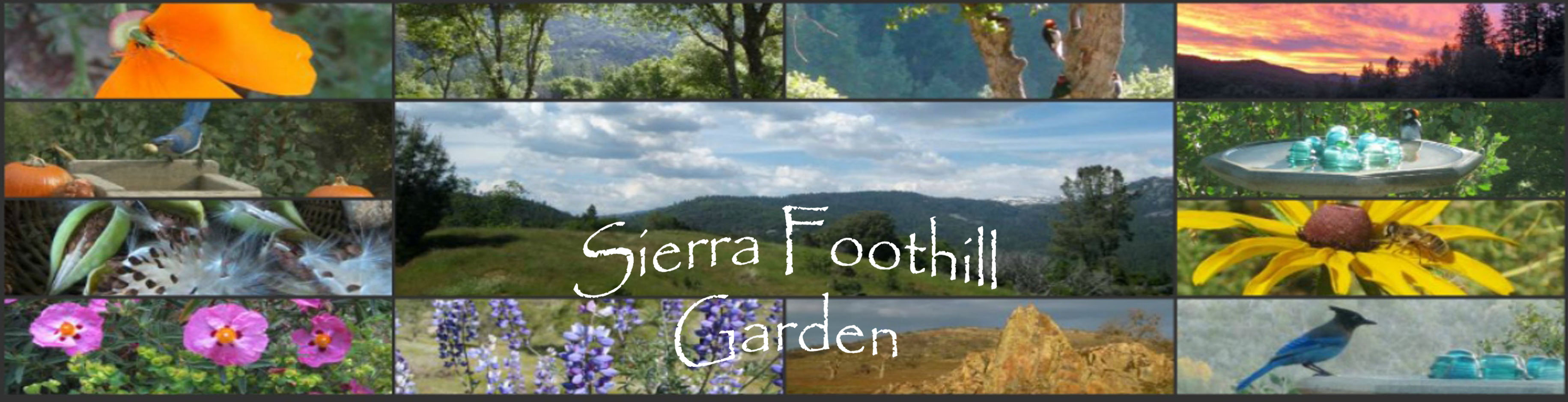 Sierra Foothill Garden
