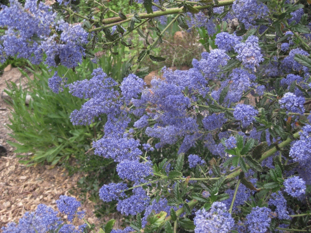 Ceanothus griseus var. horizontalis Carmel creeper | Sierra Foothill Garden