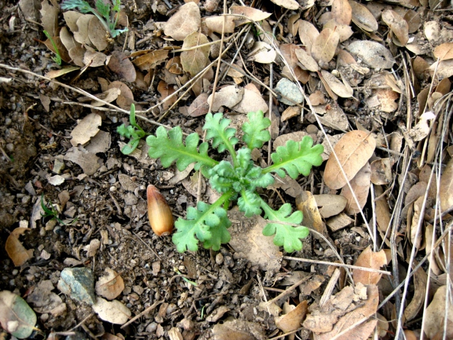 Five Spot Nemophila Maculata Ca X Sierra Foothill Garden