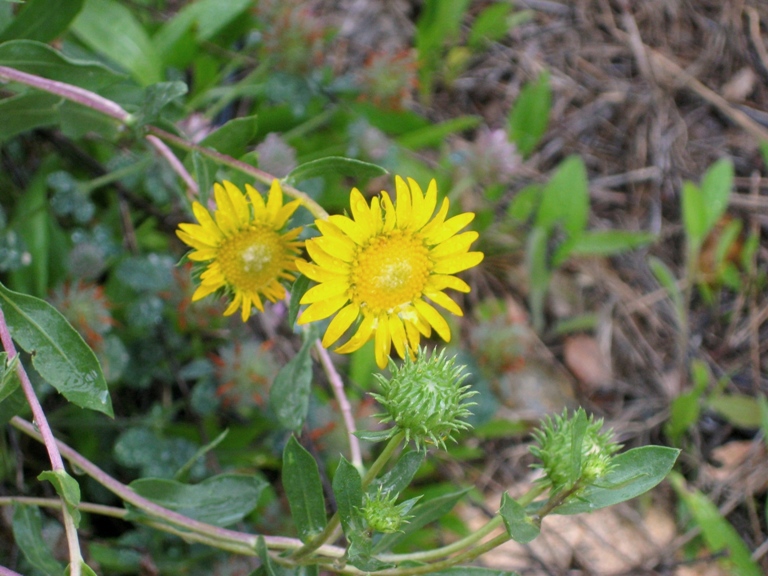 http://sierrafoothillgarden.com/wp-content/uploads/2011/06/gum-plant-grindelia-camporum-bracteosum.jpg