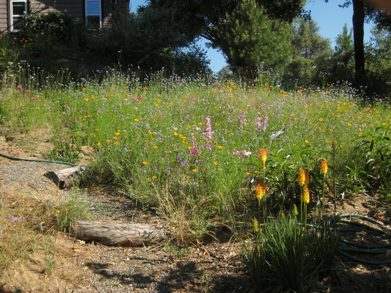 Meadow on a sunny day