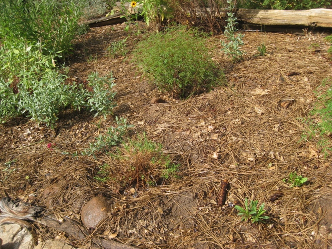 When planting on a slope, place a rock on the downhill side to anchor it and keep water longer near the roots