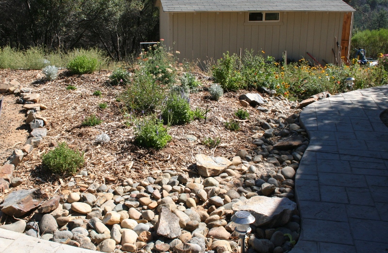 Rain gardens for the Sierra foothills | Sierra Foothill Garden