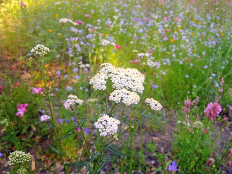 Meadow in early summer