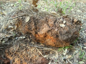 Thick clay needs organic matter added to make it plant friendly