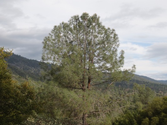 A majestic Grey pine on our property line