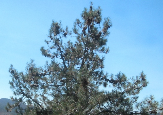 A myriad of cones hang on the upper branches