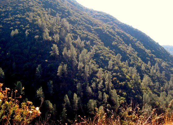 Bull pines in a swath at 3000'