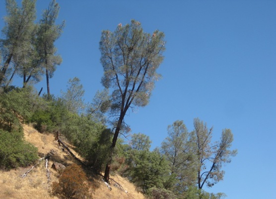 Bull pines try to grow straight on steep hillsides