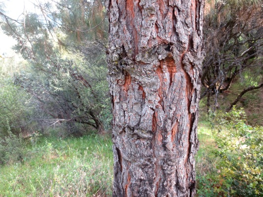 Close-up of the distinctive Pinus sabiniana bark