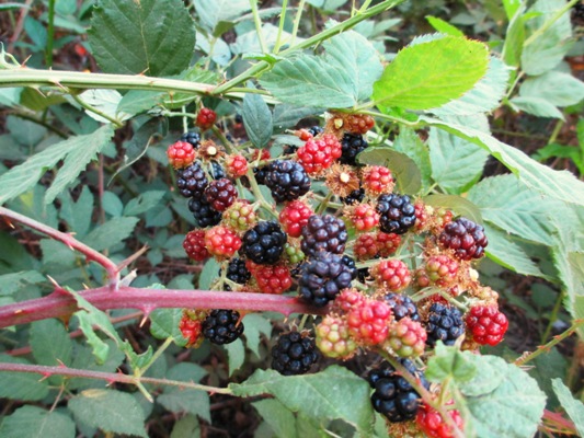 Gorgeous blackberries are ready to pick in August.