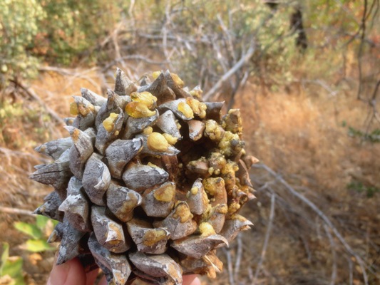 Rosin covered Bull pine cones can be 2-3 pounds
