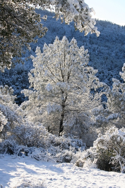 Dramatic snowy bull pine in March