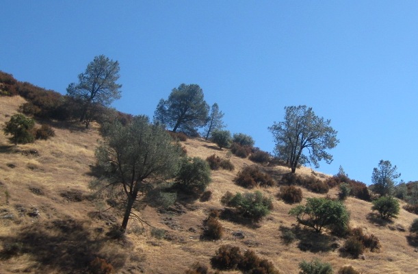 Typical coverage on the foothills