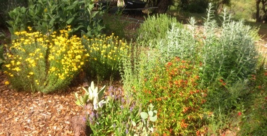 Happy is the meadow planter | Sierra Foothill Garden