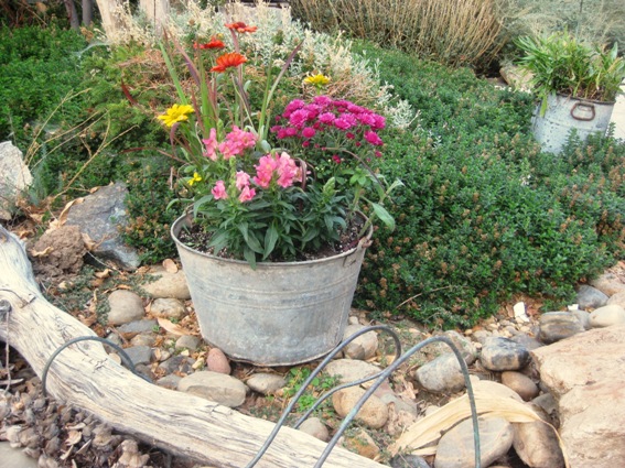 Colors of Autumn in the foothill garden... | Sierra Foothill Garden