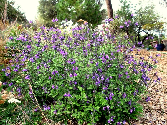 Salvia greggii 'Mesa Azure'