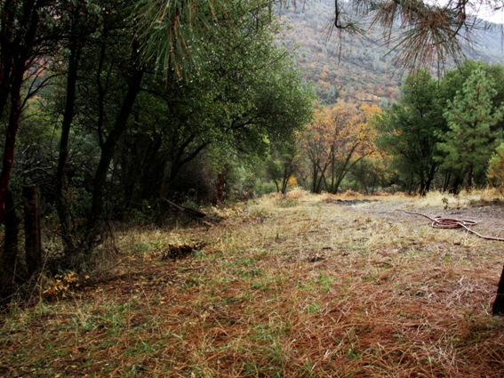 Brushing at property line