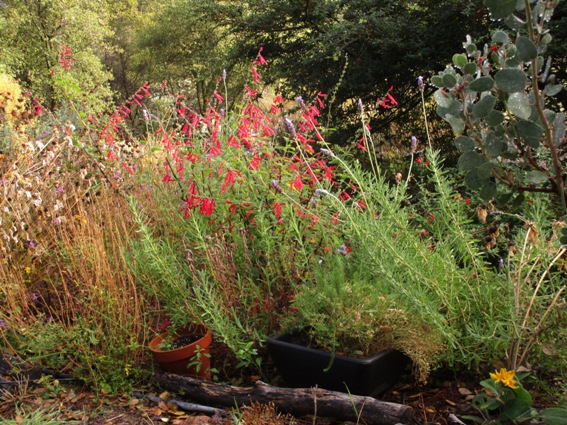 Pineapple sage