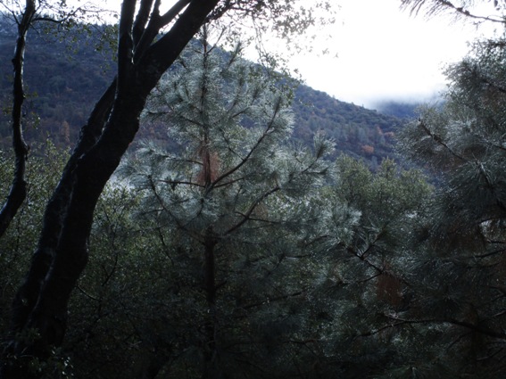 Raindrops on pine