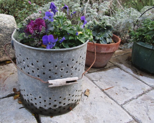 Violas in bait bucket