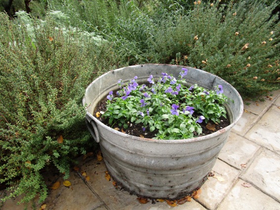 Violas in tub