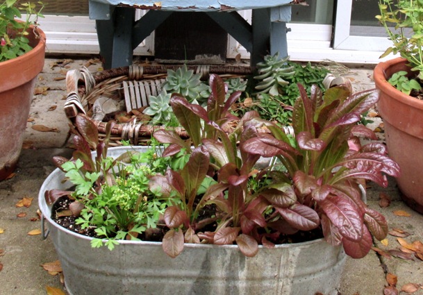 Winter cut and come again salad garden